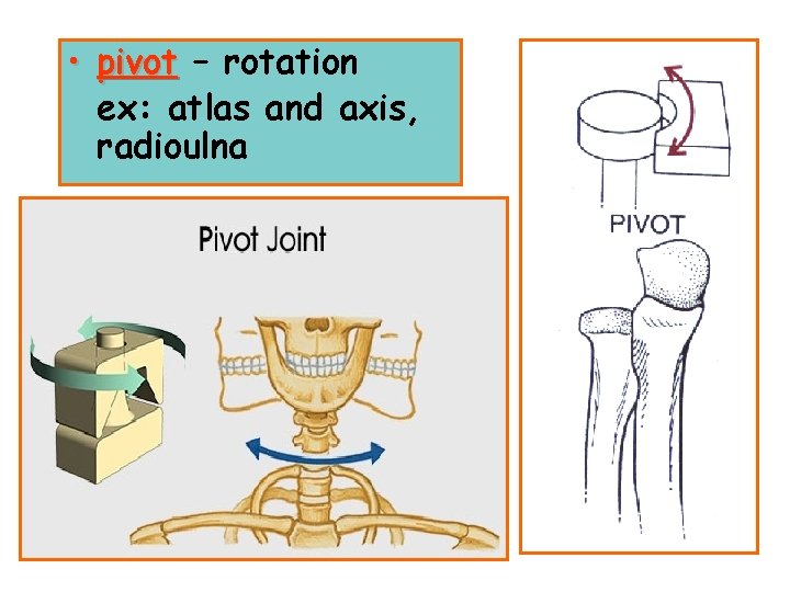  • pivot – rotation ex: atlas and axis, radioulna 