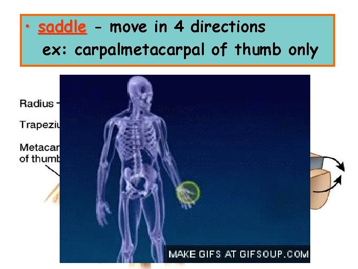  • saddle - move in 4 directions ex: carpalmetacarpal of thumb only 