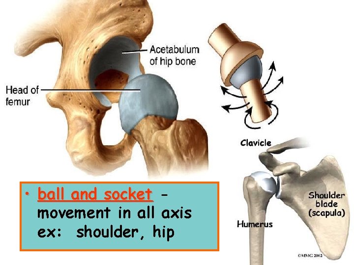  • ball and socket movement in all axis ex: shoulder, hip 