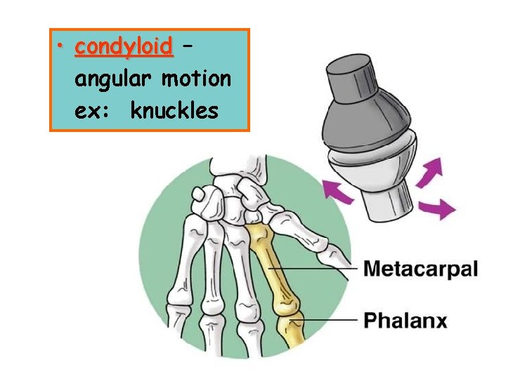  • condyloid – angular motion ex: knuckles 