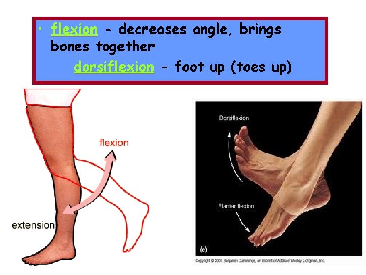  • flexion - decreases angle, brings bones together dorsiflexion - foot up (toes