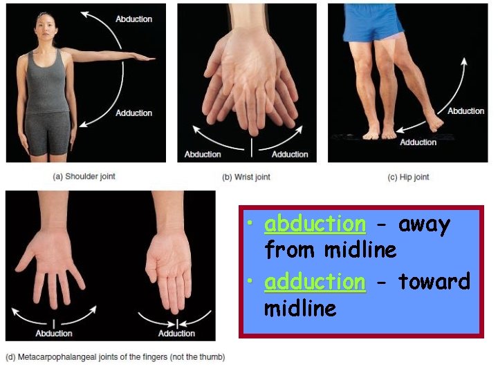  • abduction - away from midline • adduction - toward midline 