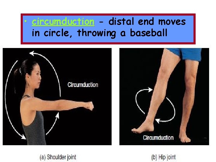  • circumduction - distal end moves in circle, throwing a baseball 