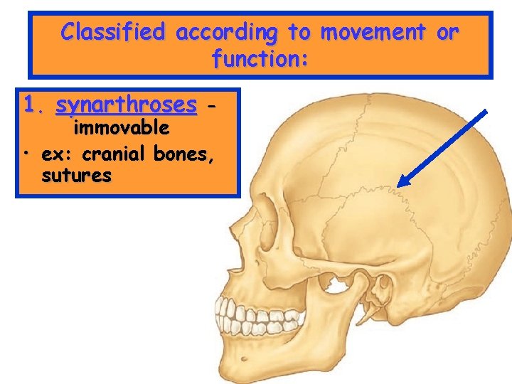 Classified according to movement or function: 1. synarthroses immovable • ex: cranial bones, sutures