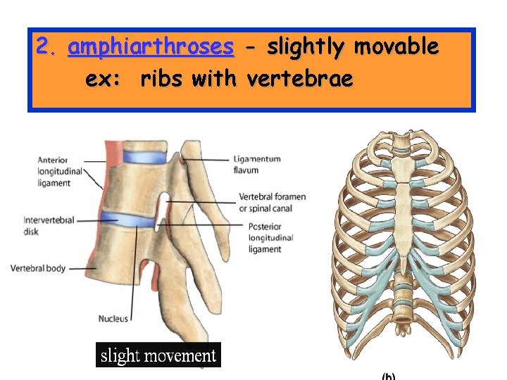 2. amphiarthroses - slightly movable ex: ribs with vertebrae 
