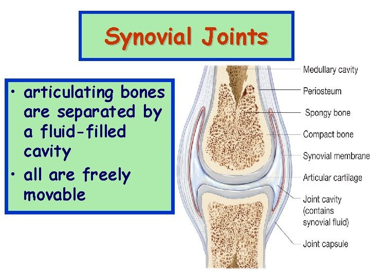 Synovial Joints • articulating bones are separated by a fluid-filled cavity • all are