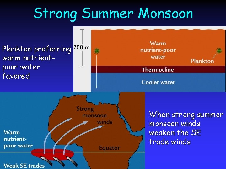 Strong Summer Monsoon Plankton preferring warm nutrientpoor water favored When strong summer monsoon winds