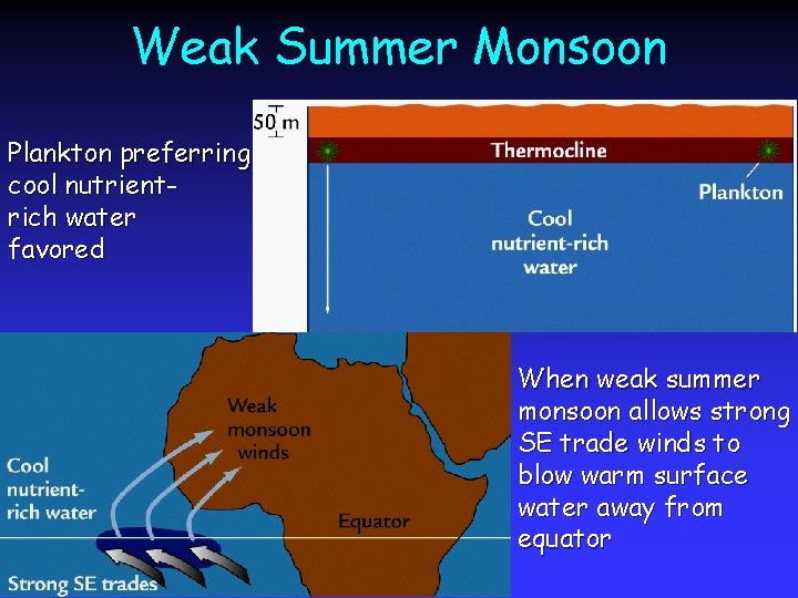 Weak Summer Monsoon Plankton preferring cool nutrientrich water favored When weak summer monsoon allows