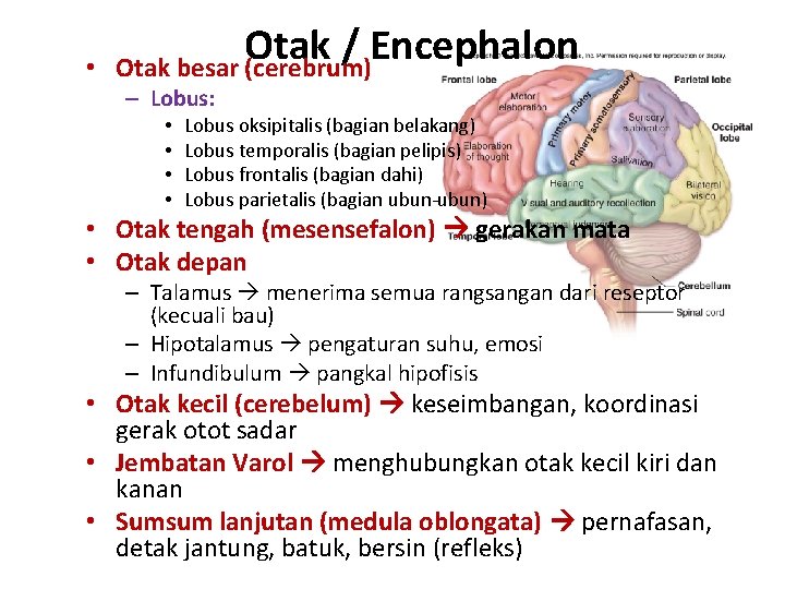 • Otak / Encephalon Otak besar (cerebrum) – Lobus: • • Lobus oksipitalis • Otak / Encephalon Otak besar (cerebrum) – Lobus: • • Lobus oksipitalis