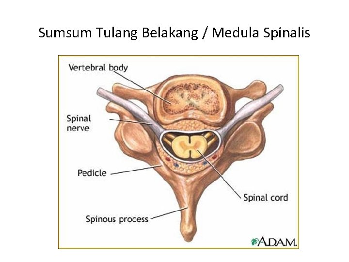 Sumsum Tulang Belakang / Medula Spinalis Sumsum Tulang Belakang / Medula Spinalis