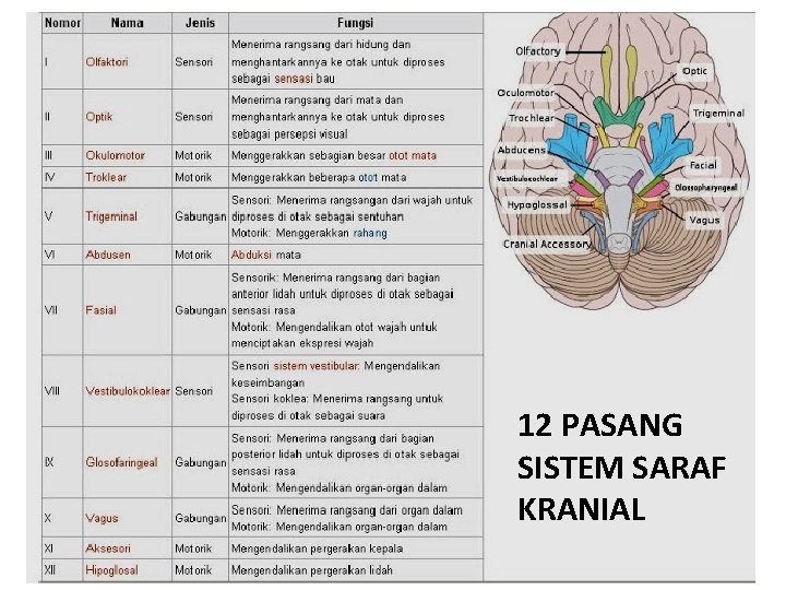 12 PASANG SISTEM SARAF KRANIAL 