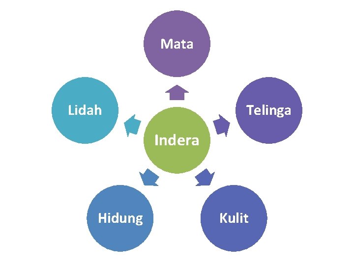 Mata Lidah Telinga Indera Hidung Kulit Mata Lidah Telinga Indera Hidung Kulit