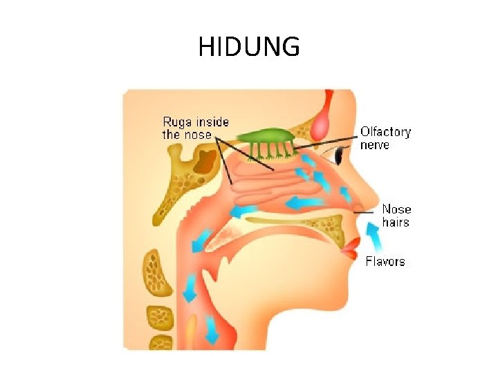 HIDUNG HIDUNG