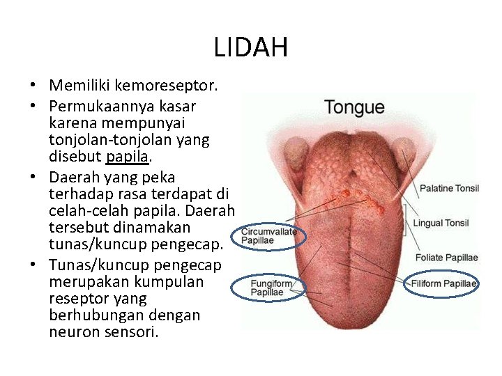 LIDAH • Memiliki kemoreseptor. • Permukaannya kasar karena mempunyai tonjolan-tonjolan yang disebut papila. •