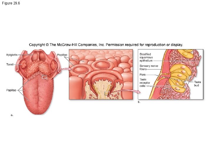 Figure 29. 6 