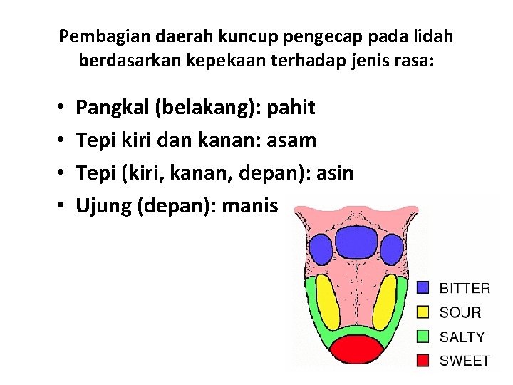 Pembagian daerah kuncup pengecap pada lidah berdasarkan kepekaan terhadap jenis rasa: • • Pangkal Pembagian daerah kuncup pengecap pada lidah berdasarkan kepekaan terhadap jenis rasa: • • Pangkal