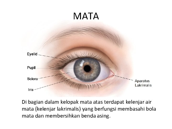 MATA Di bagian dalam kelopak mata atas terdapat kelenjar air mata (kelenjar lakrimalis) yang