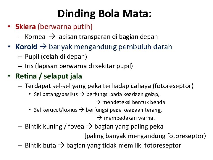 Dinding Bola Mata: • Sklera (berwarna putih) – Kornea lapisan transparan di bagian depan