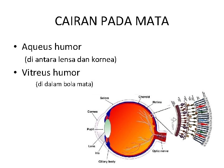 CAIRAN PADA MATA • Aqueus humor (di antara lensa dan kornea) • Vitreus humor