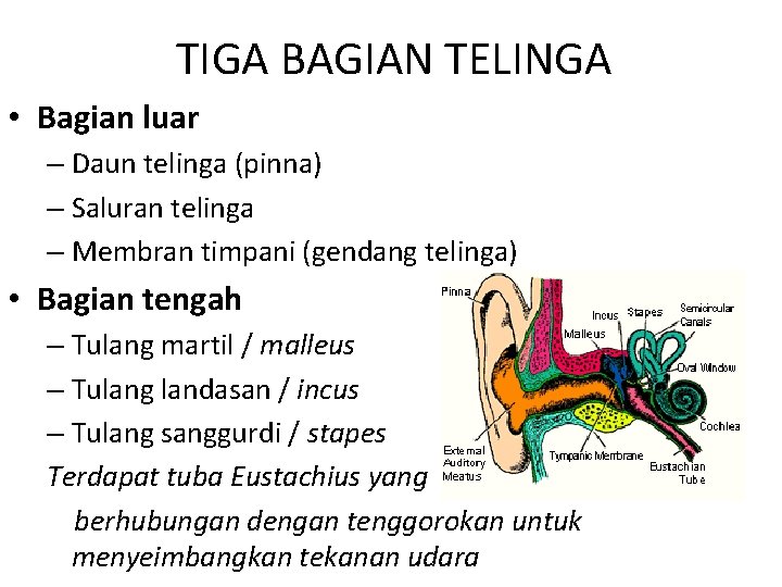 TIGA BAGIAN TELINGA • Bagian luar – Daun telinga (pinna) – Saluran telinga –