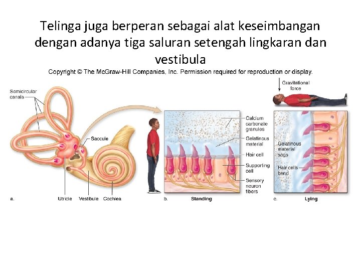 Telinga juga berperan sebagai alat keseimbangan dengan adanya tiga saluran setengah lingkaran dan vestibula