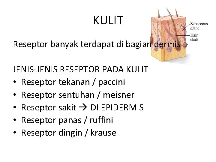 KULIT Reseptor banyak terdapat di bagian dermis JENIS-JENIS RESEPTOR PADA KULIT • Reseptor tekanan