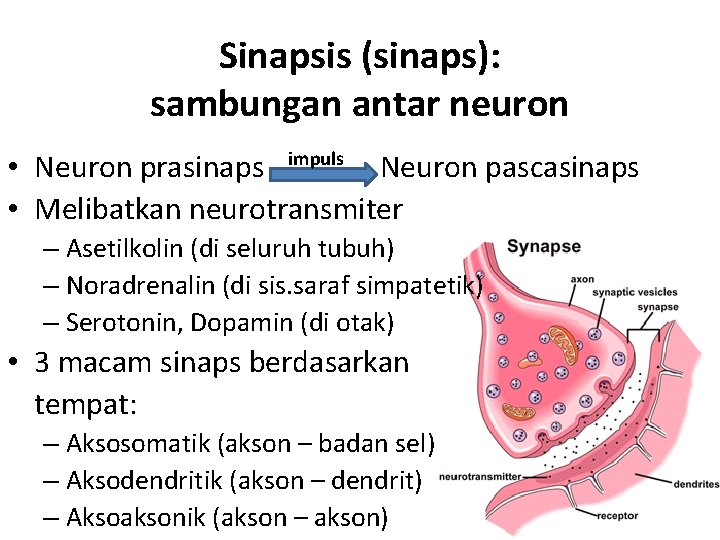 Sinapsis (sinaps): sambungan antar neuron • Neuron prasinaps impuls Neuron pascasinaps • Melibatkan neurotransmiter