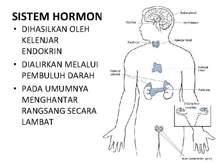 SISTEM HORMON • DIHASILKAN OLEH KELENJAR ENDOKRIN • DIALIRKAN MELALUI PEMBULUH DARAH • PADA