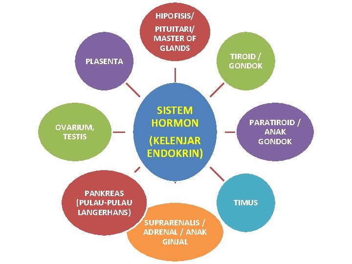 HIPOFISIS/ PITUITARI/ MASTER OF GLANDS PLASENTA OVARIUM, TESTIS PANKREAS (PULAU-PULAU LANGERHANS) SISTEM HORMON (KELENJAR