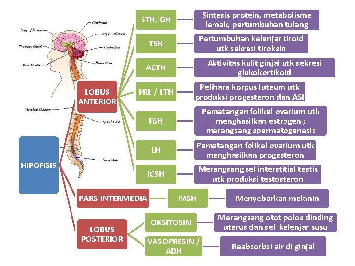 Sintesis protein, metabolisme lemak, pertumbuhan tulang STH, GH Pertumbuhan kelenjar tiroid utk sekresi tiroksin