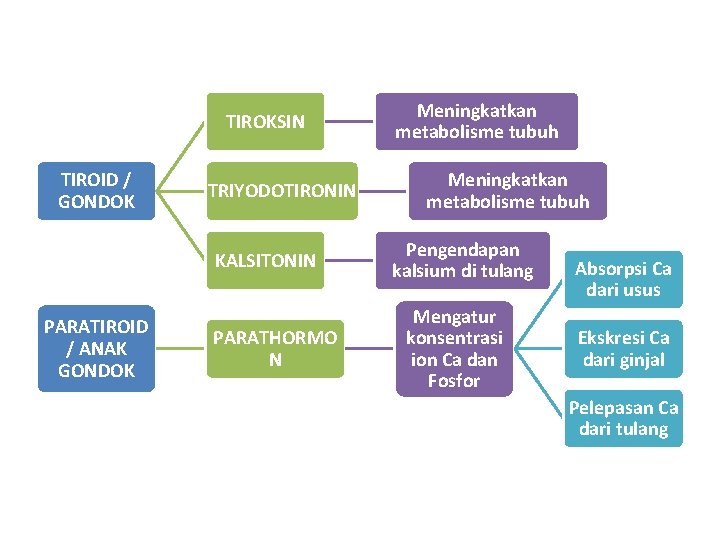 TIROKSIN TIROID / GONDOK TRIYODOTIRONIN KALSITONIN PARATIROID / ANAK GONDOK PARATHORMO N Meningkatkan metabolisme