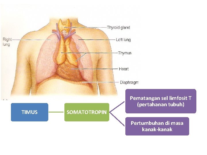 Pematangan sel limfosit T (pertahanan tubuh) TIMUS SOMATOTROPIN Pertumbuhan di masa kanak-kanak 