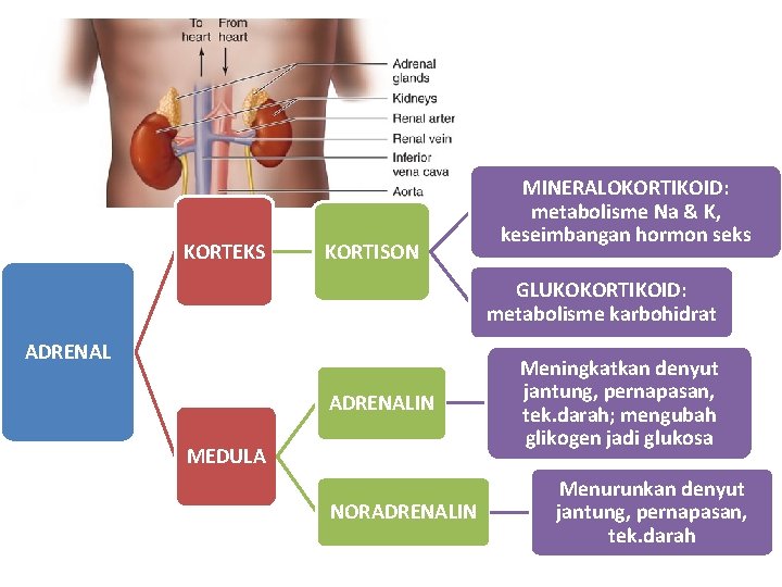 KORTEKS KORTISON MINERALOKORTIKOID: metabolisme Na & K, keseimbangan hormon seks GLUKOKORTIKOID: metabolisme karbohidrat ADRENALIN