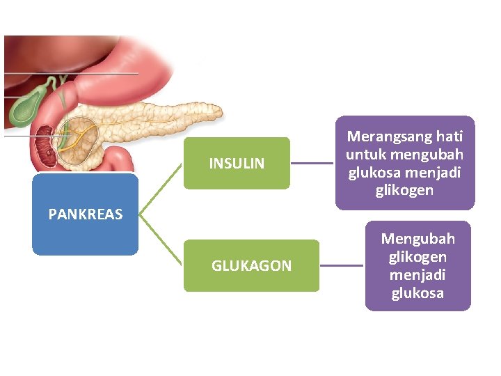 INSULIN Merangsang hati untuk mengubah glukosa menjadi glikogen PANKREAS GLUKAGON Mengubah glikogen menjadi glukosa INSULIN Merangsang hati untuk mengubah glukosa menjadi glikogen PANKREAS GLUKAGON Mengubah glikogen menjadi glukosa