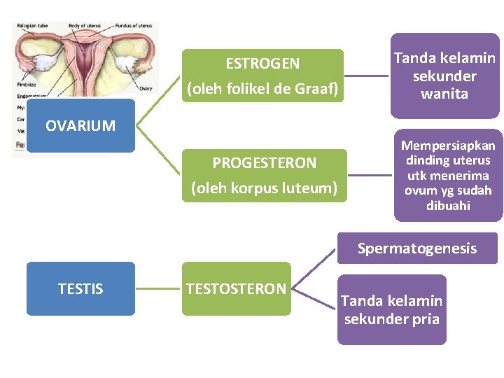 ESTROGEN (oleh folikel de Graaf) Tanda kelamin sekunder wanita PROGESTERON (oleh korpus luteum) Mempersiapkan