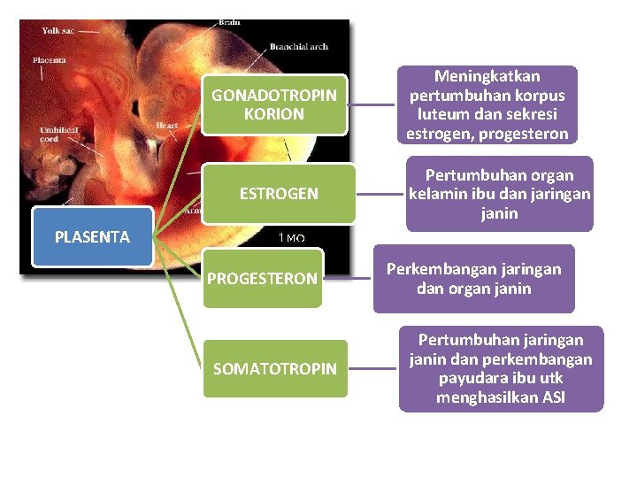 GONADOTROPIN KORION ESTROGEN Meningkatkan pertumbuhan korpus luteum dan sekresi estrogen, progesteron Pertumbuhan organ kelamin GONADOTROPIN KORION ESTROGEN Meningkatkan pertumbuhan korpus luteum dan sekresi estrogen, progesteron Pertumbuhan organ kelamin