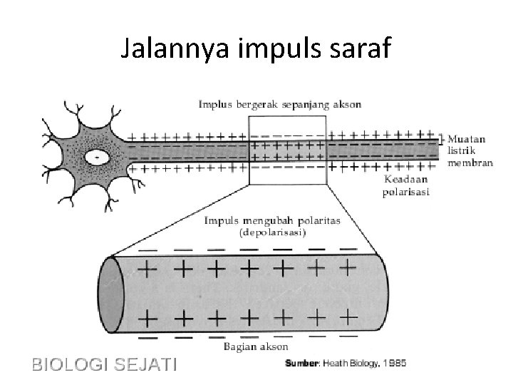 Jalannya impuls saraf 