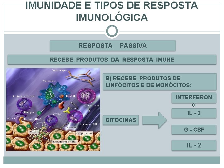 IMUNIDADE E TIPOS DE RESPOSTA IMUNOLÓGICA RESPOSTA PASSIVA RECEBE PRODUTOS DA RESPOSTA IMUNE B)