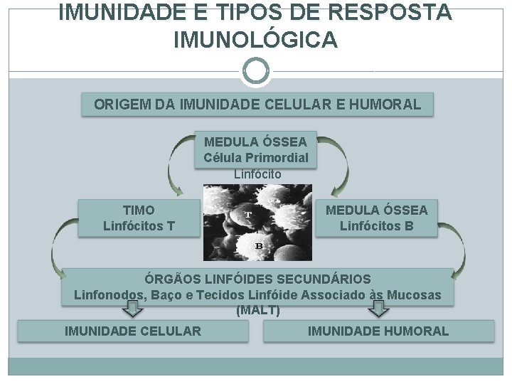 IMUNIDADE E TIPOS DE RESPOSTA IMUNOLÓGICA ORIGEM DA IMUNIDADE CELULAR E HUMORAL MEDULA ÓSSEA