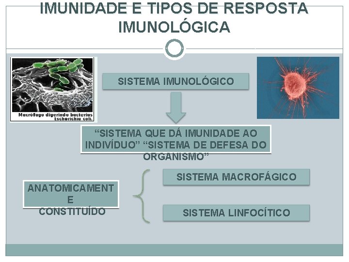 IMUNIDADE E TIPOS DE RESPOSTA IMUNOLÓGICA SISTEMA IMUNOLÓGICO “SISTEMA QUE DÁ IMUNIDADE AO INDIVÍDUO”