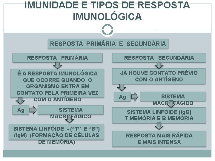 IMUNIDADE E TIPOS DE RESPOSTA IMUNOLÓGICA RESPOSTA PRIMÁRIA E SECUNDÁRIA RESPOSTA PRIMÁRIA RESPOSTA SECUNDÁRIA