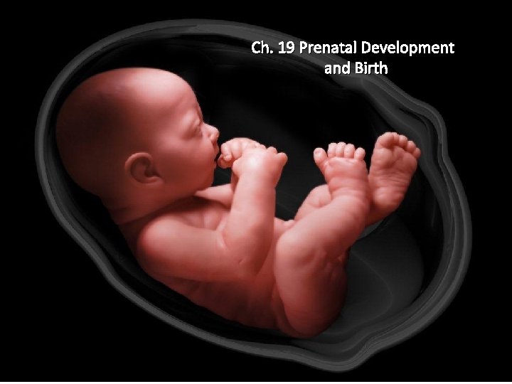 Ch. 19 Prenatal Development and Birth 