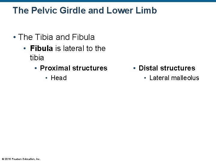 The Pelvic Girdle and Lower Limb • The Tibia and Fibula • Fibula is The Pelvic Girdle and Lower Limb • The Tibia and Fibula • Fibula is