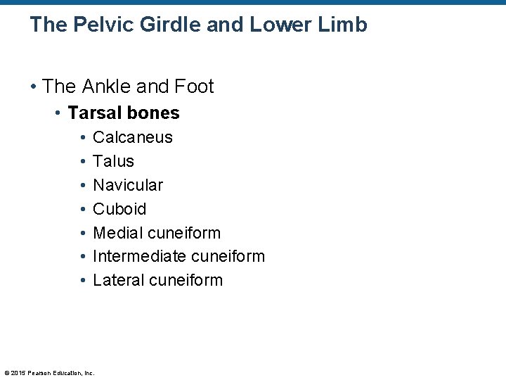 The Pelvic Girdle and Lower Limb • The Ankle and Foot • Tarsal bones The Pelvic Girdle and Lower Limb • The Ankle and Foot • Tarsal bones