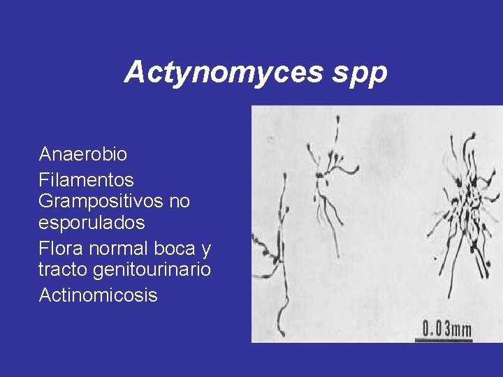 Actynomyces spp Anaerobio Filamentos Grampositivos no esporulados Flora normal boca y tracto genitourinario Actinomicosis