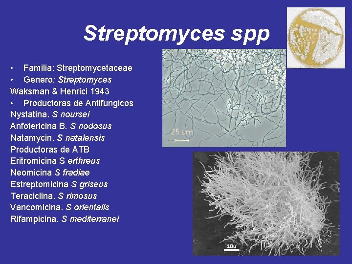 Streptomyces spp • Familia: Streptomycetaceae • Genero: Streptomyces Waksman & Henrici 1943 • Productoras