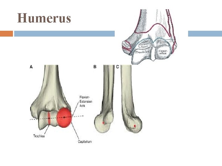 Humerus 