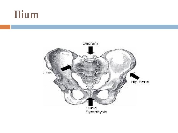 Ilium 