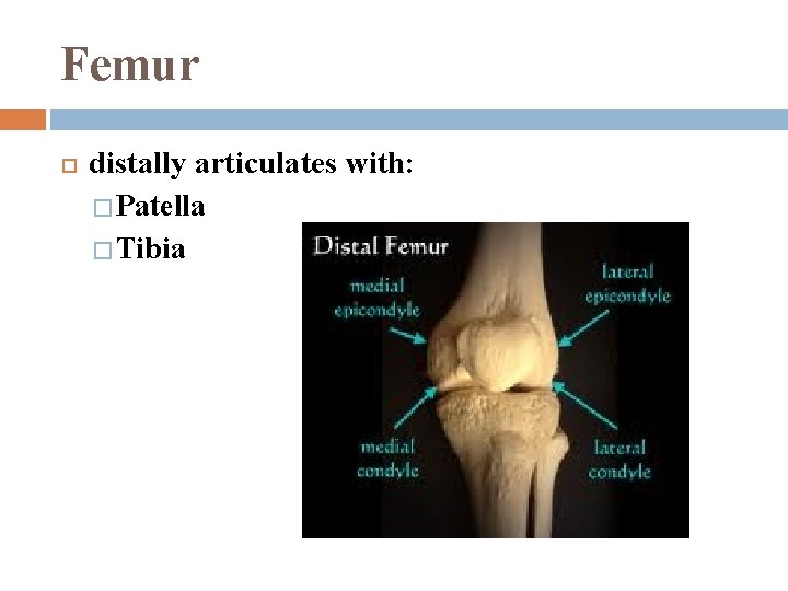 Femur distally articulates with: � Patella � Tibia 