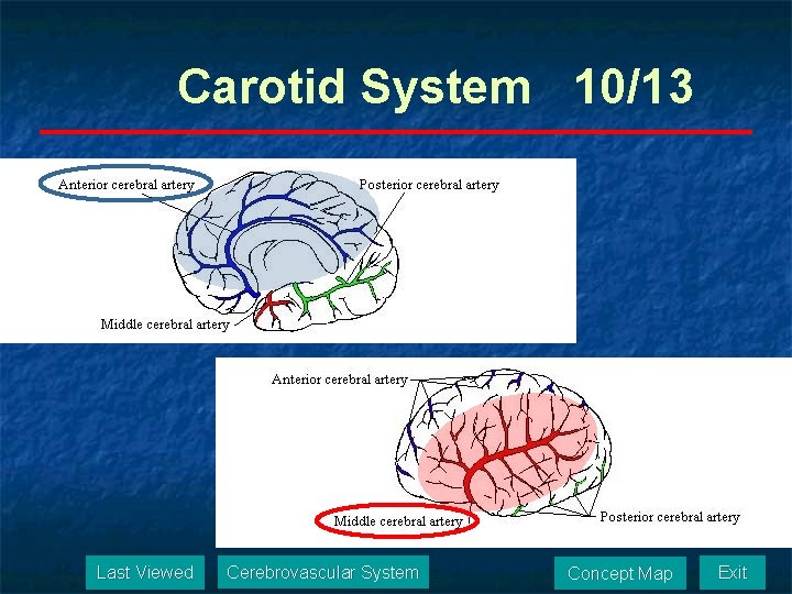 Carotid System 10/13 Last Viewed Cerebrovascular System Concept Map Exit 